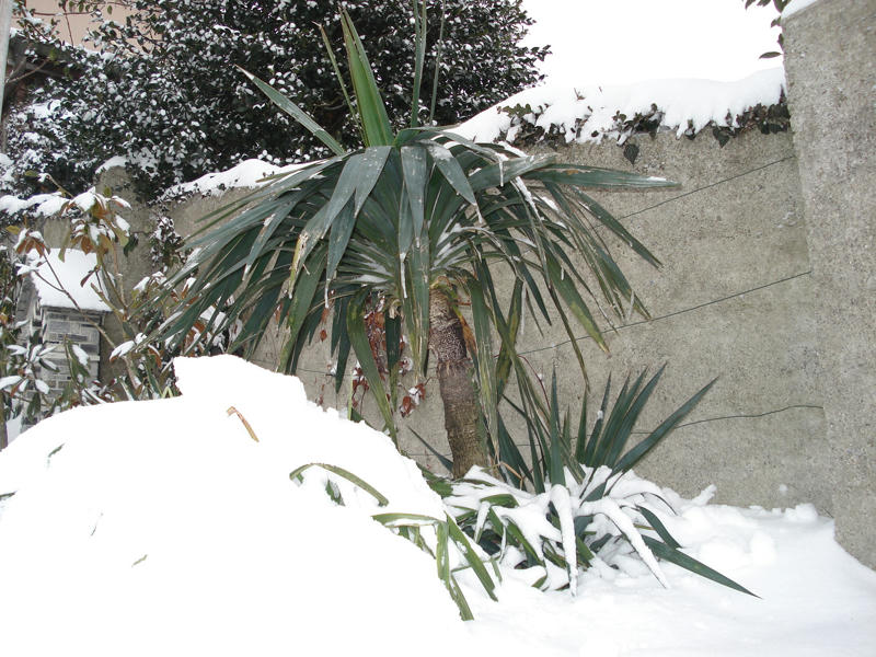 Comment protéger un Cycas en hiver ? - Promesse de Fleurs