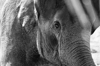 ZOO-18.jpg