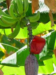 093 plage de la perle.jpg