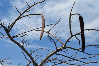 110 les saintes .jpg