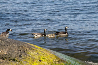 037-Sweden.jpg
