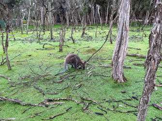 050-Australia.jpg