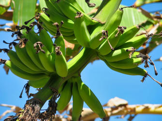 086 plage de la perle.jpg