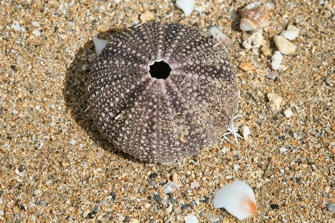 074 plage de la perle.jpg